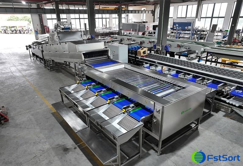 sweet potato grading lines.jpg sweet potato grading lines.jpg